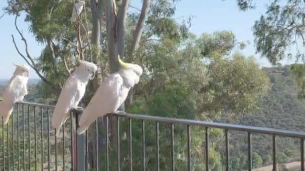 Captura Deslizante Cacatúas Encaramadas Balcón Los Árboles Las Colinas Australia — Vídeo de stock