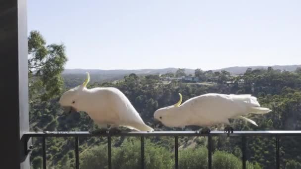 Captura Deslizante Cacatúas Jugando Balcón Las Colinas Australia Meridional — Vídeos de Stock