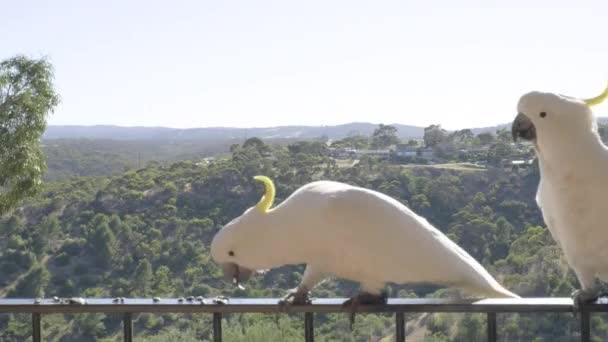 Sliding Shot Cockatoos Sitting Flying Balcony South Australia — Stock Video