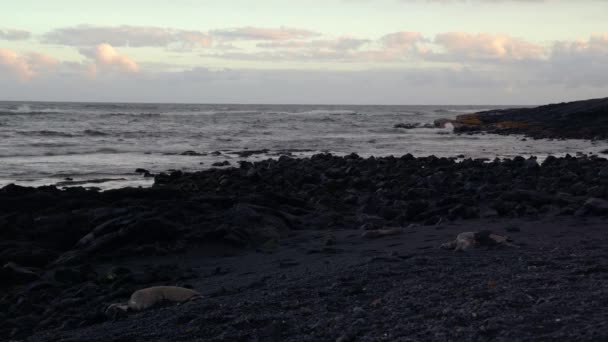 Χελώνες Που Αναπαύονται Μια Μαύρη Παραλία Άμμο Ηλιοβασίλεμα Κύματα Χτυπούν — Αρχείο Βίντεο