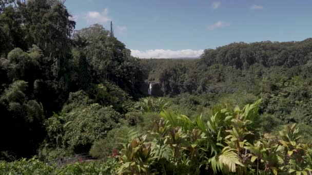Top Akaka Falls Surounded Lush Forrest — Stock video