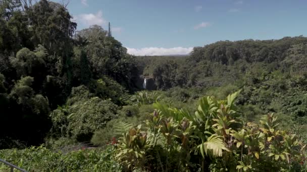 Static Shot Akaka Falls Flowing Distance Surrounded Lush Vegetation — Stock video