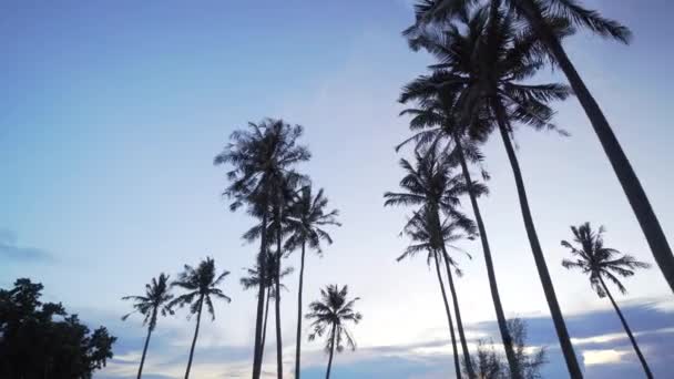 Palm Trees Kep Cambodia — 图库视频影像