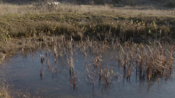 Frozen Pond Field Background — Video Stock