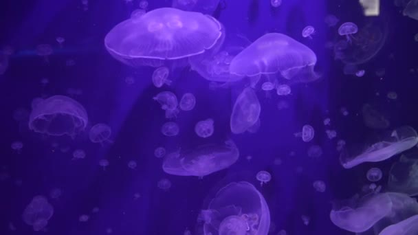Close View Some Jellyfishes Swimming — Stock video