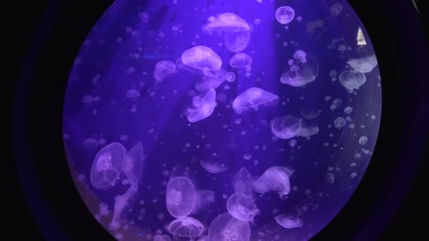 Close View Some Jellyfishes Swimming – Stock-video