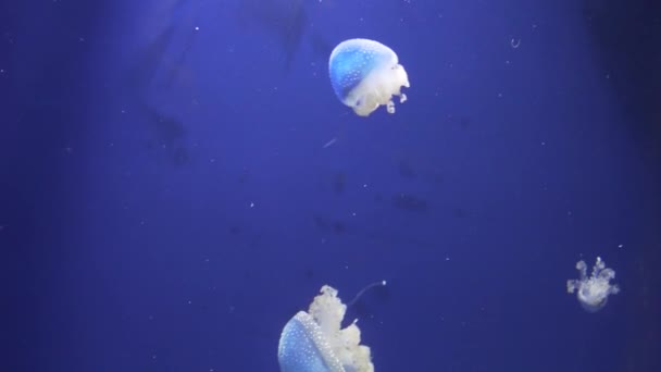 Close View Some Jellyfishes Swimming — Vídeo de stock
