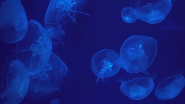 Close View Some Jellyfishes Swimming — Vídeos de Stock