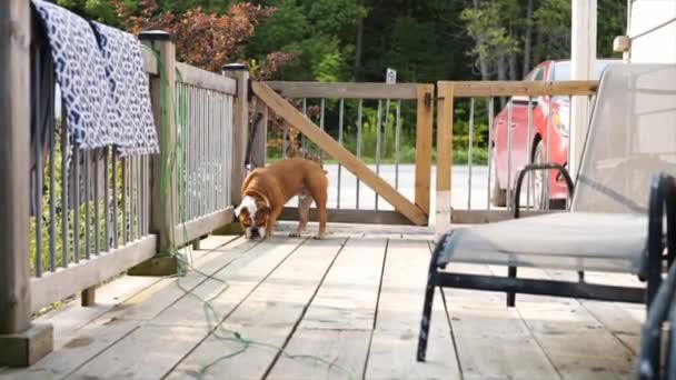 English Bulldog Loves Exploring While Spending Time Cottage Northern Ontario — Stock Video