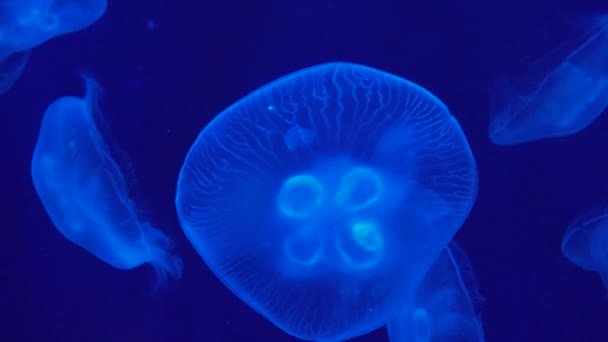 Close View Some Jellyfishes Swimming — Stok video