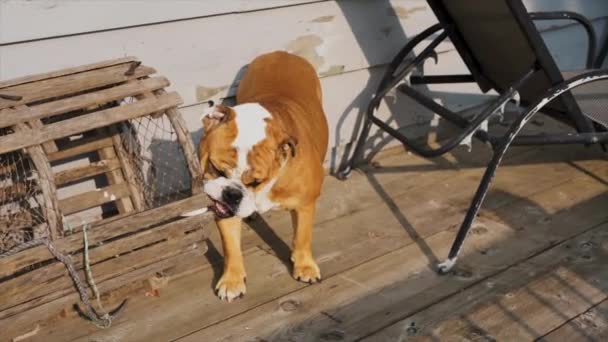 English Bulldog Misbehaving Chewing Old Lobster Trap Cottage — Stockvideo