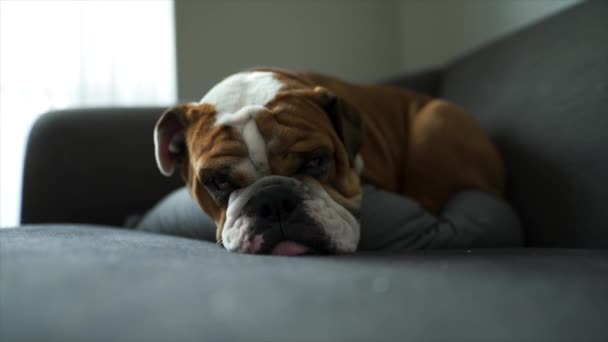 English Bulldog Puppy Opens His Eyes While Trying Sleep Grey — Vídeo de Stock