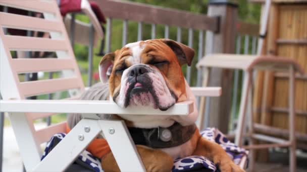 English Bulldog Puppy Sits Tired Beach Chair Cottage — Αρχείο Βίντεο