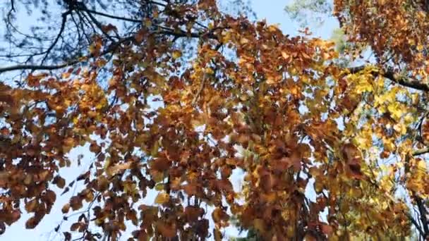 Slow Motion Shot Autumn Leaves Falling — ストック動画