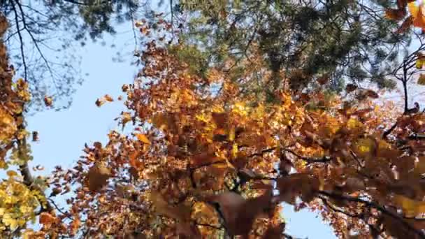 Slow Motion Shot Autumn Leaves Falling — Stockvideo