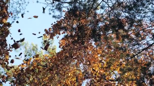Slow Motion Shot Autumn Leaves Falling — Vídeo de stock