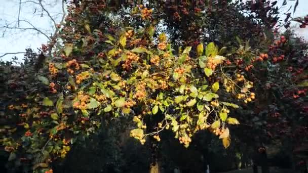 Медленный Кадр Осенних Листьев Падающих — стоковое видео
