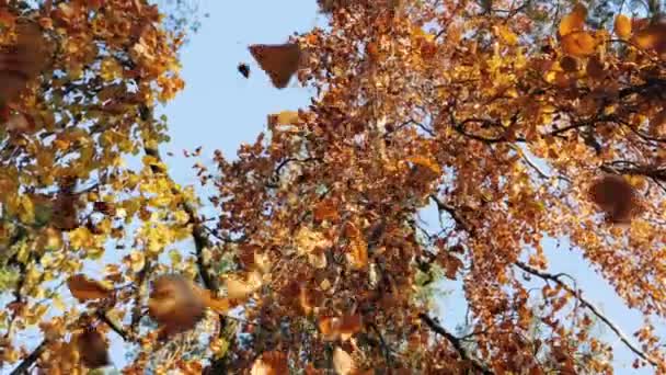 Slow Motion Shot Autumn Leaves Falling — Wideo stockowe