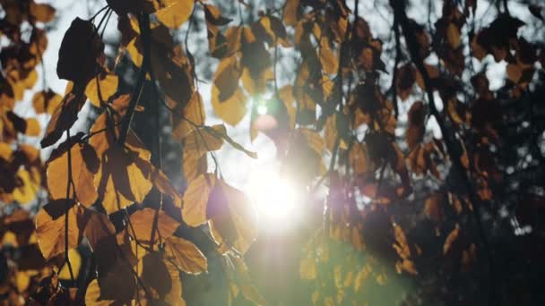 Slow Motion Shot Autumn Leaves Falling — Stockvideo