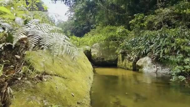 Calm Peaceful Wild River Pool Amazon Rainforest — Vídeos de Stock