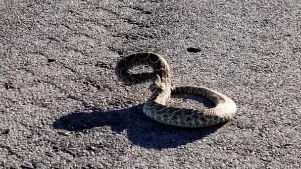 Diamondback Rattlesnake Archer County Texas November Road — Stockvideo