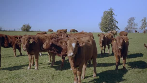 Grazing Herd Cows Beautiful Scenery Slow Motion 50Fps — Stockvideo
