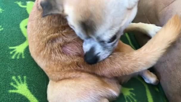 Closeup Little Dog Dermatitis Chewing Himself Raw — Video