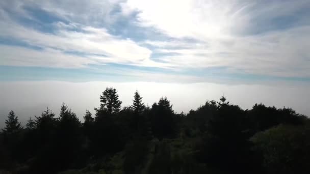 Aerial Rise Tree Line Reveal Oregon Misty Coast — Stockvideo