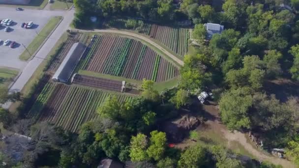 Aerial 360 Rotating View Working Farm Rows Greenery Growing Austin — Vídeos de Stock