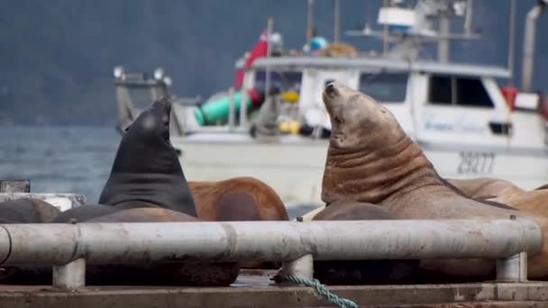 Sea Lions Dock Playing Fishing Boat Going Background — стоковое видео