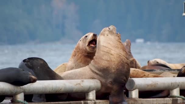 Sea Lions Dock Roaring Jumping Water — стоковое видео
