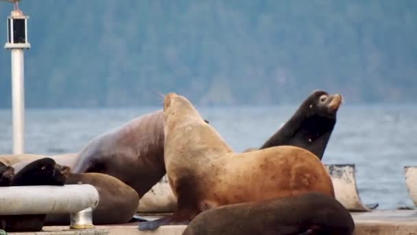 Sea Lions Dock Fighting — стоковое видео