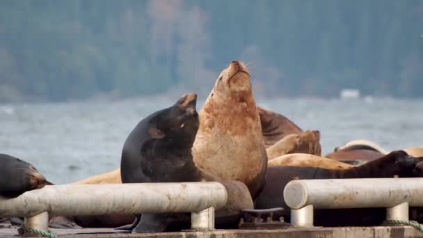 Sea Lion Dock Sneezing — стоковое видео