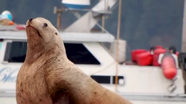 Close Sea Lion Dock Posing Fishing Boat Background — Stock video