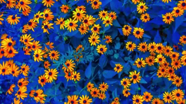 Saturated Flowers Beautiful Background — Stock videók