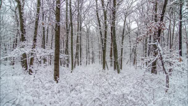 Fresh Snow Hangs Branches Shrubs Calm Winter Forrest — Stockvideo