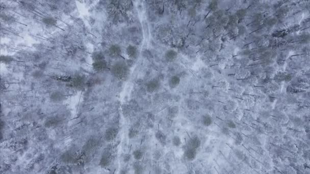 Birds Eye View Tundra Forest Winter — Video Stock
