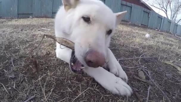 Slow Motion Close White Dog Yard Chewing Piece Wood — Stok video