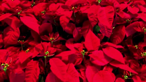 Deck Halls Poinsettias Holiday Red Green Plants — Stock video