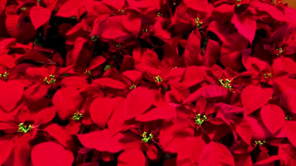 Cheerful Bed Beautiful Red Poinsettias Just Time Holiday Season — Stock Video