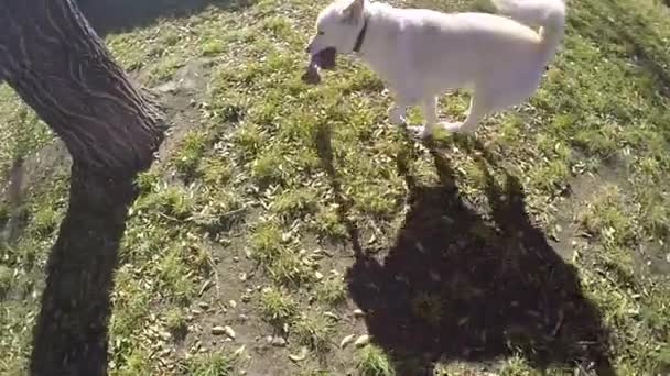 Slow Motion White Husky Dog Play Rope Bone Back Yard — Vídeo de stock