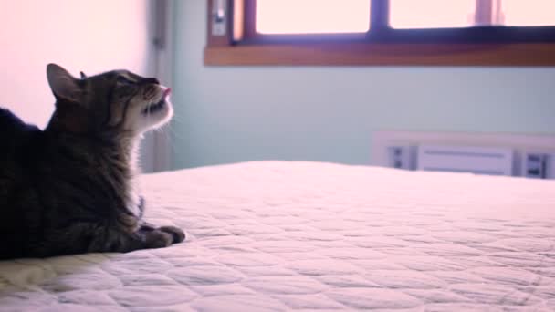 Beautiful American Shorthair Cat Lying Bed Looking Camera Camera Moves — Stockvideo