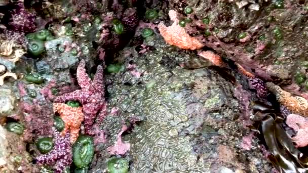 Large Purple Orange Starfish Cling Barnacle Covered Rocks Surf Southern — ストック動画