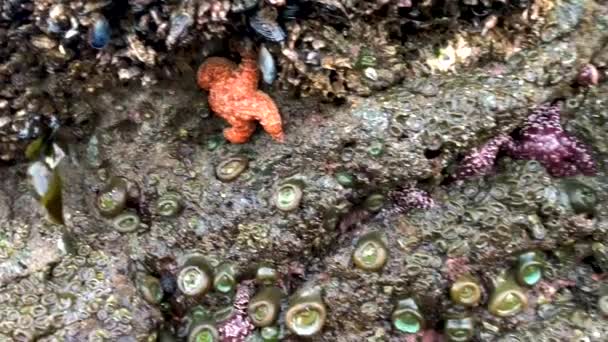 Red Purple Star Fish Rocks Low Tide — Stock Video