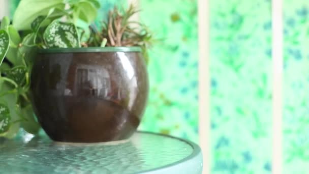 Plants Glass Table View Table Plants – Stock-video