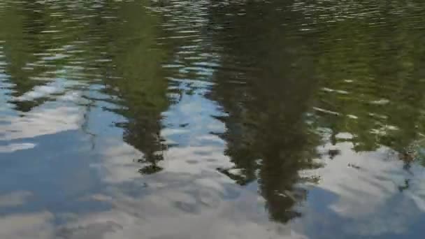 Reflection Trees Ripples Lake Water — стоковое видео