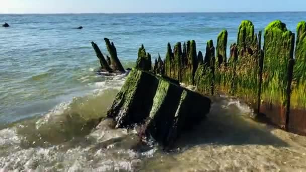 Waves Beach Crashing Rolling Old Tree Trunk Sea Wall Covered — Stock Video