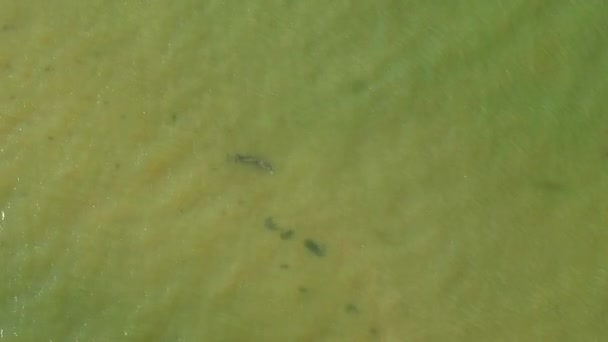 Aerial Footage Mother Baby Dolphin Swimming Together Coast Sanibel Island — Stok video