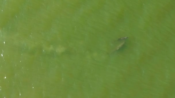 Aerial Footage Mother Baby Dolphin Swimming Together Coast Sanibel Island — Vídeo de stock