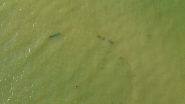 Aerial Footage Mother Baby Dolphin Swimming Together Coast Sanibel Island — Video Stock